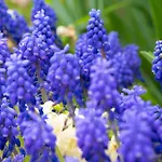 Panzió Goesselsdorfer Seeblick 3*