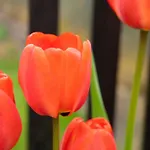 Goesselsdorfer Seeblick Sittersdorf