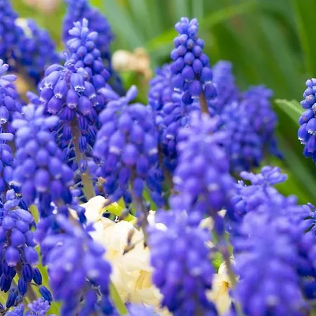 فندق مبيت وإفطار Goesselsdorfer Seeblick 3*