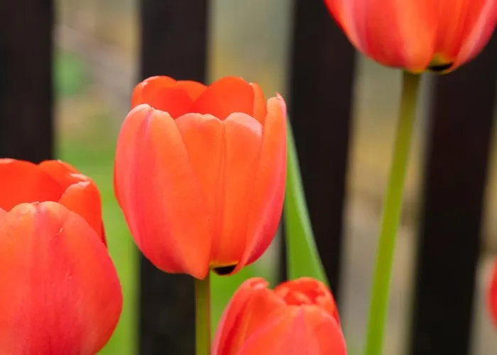 Goesselsdorfer Seeblick Sittersdorf